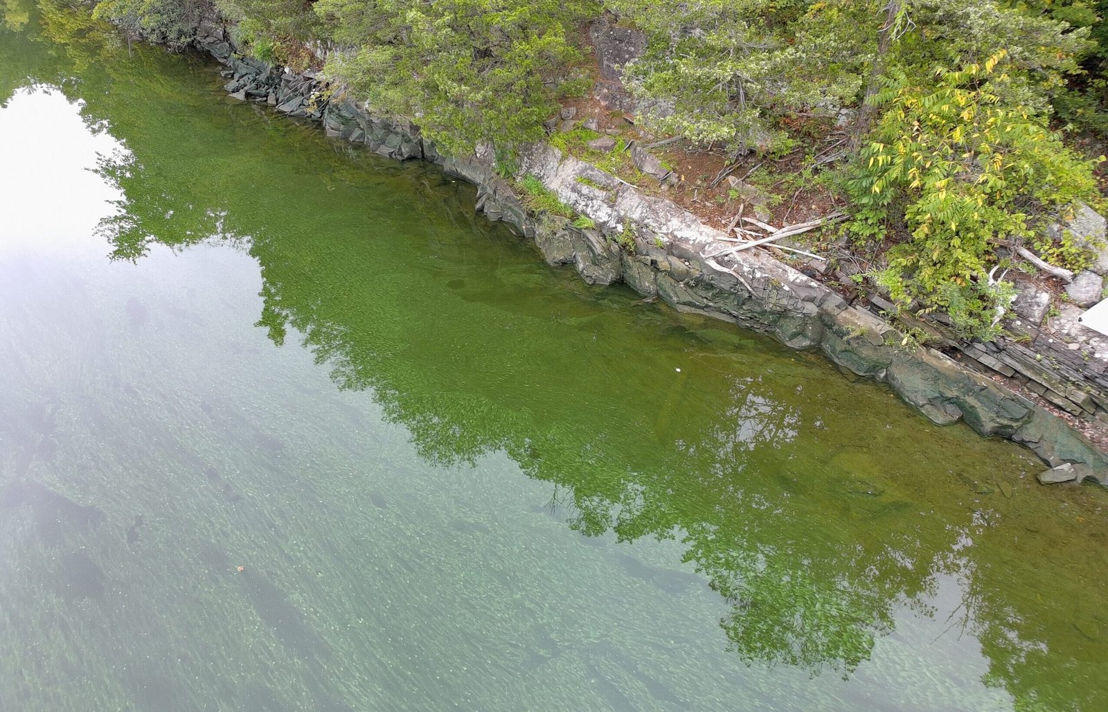 Green cyanobacteria accumulation around woody debris in a shoreline cove