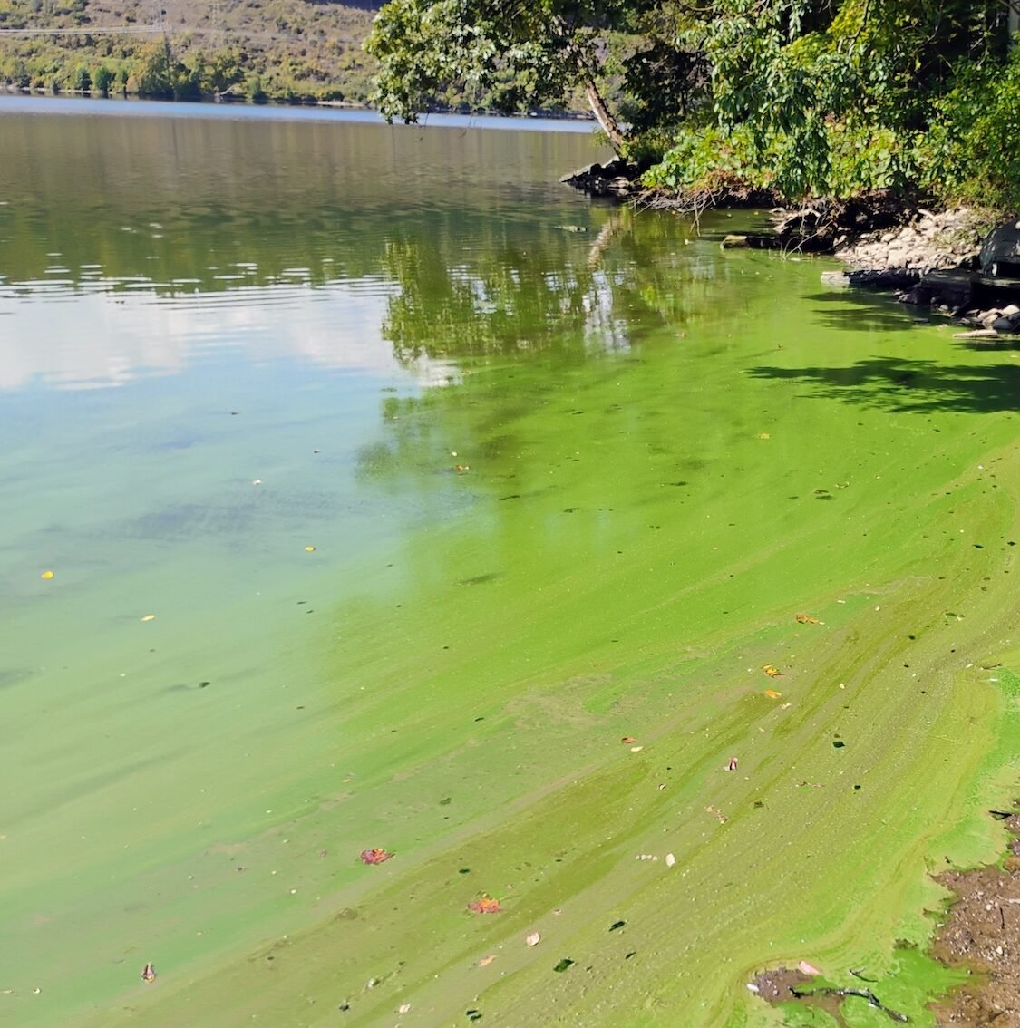 Dense green cyanobacteria bloom accumulating along the Sturgeon Pool shoreline