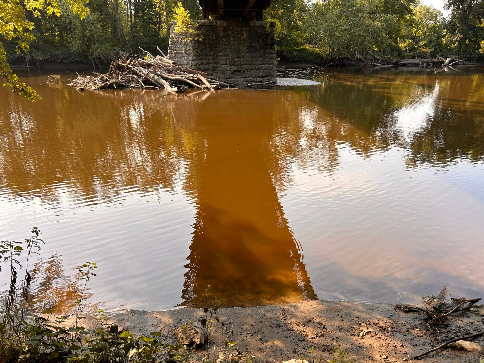Tea-colored water stained brown by natural tannins from decaying organic matter