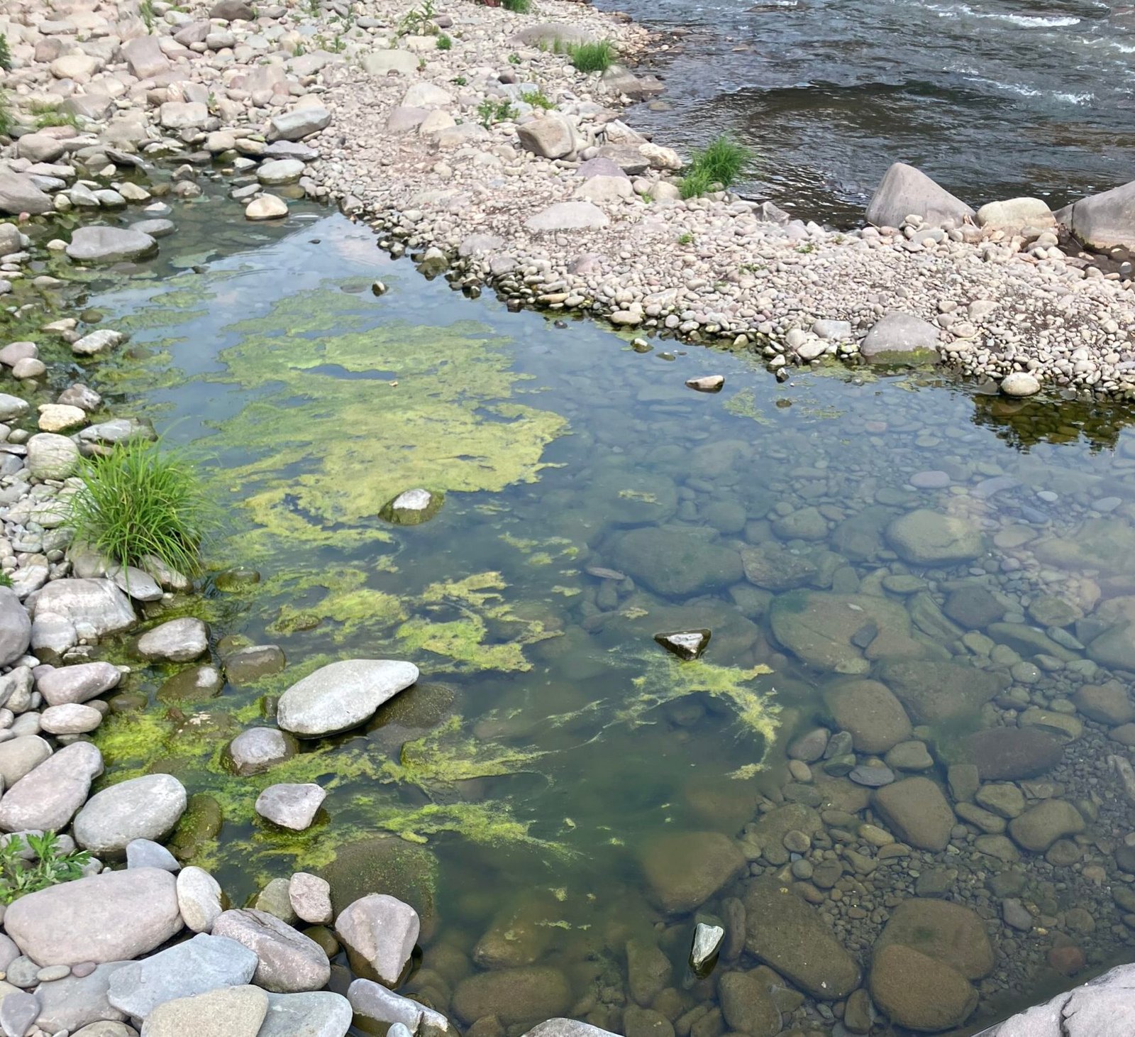 Filamentous green algae forming stringy hair-like mats in the water