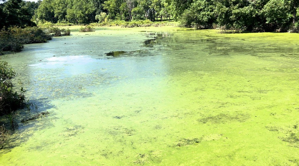 Duckweed forming a green carpet of tiny floating leaves on calm water